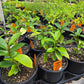 Michelia figo 'Skinneriana' --Skinner's Hardy Banana Magnolia--