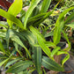 Philodendron crassinervium