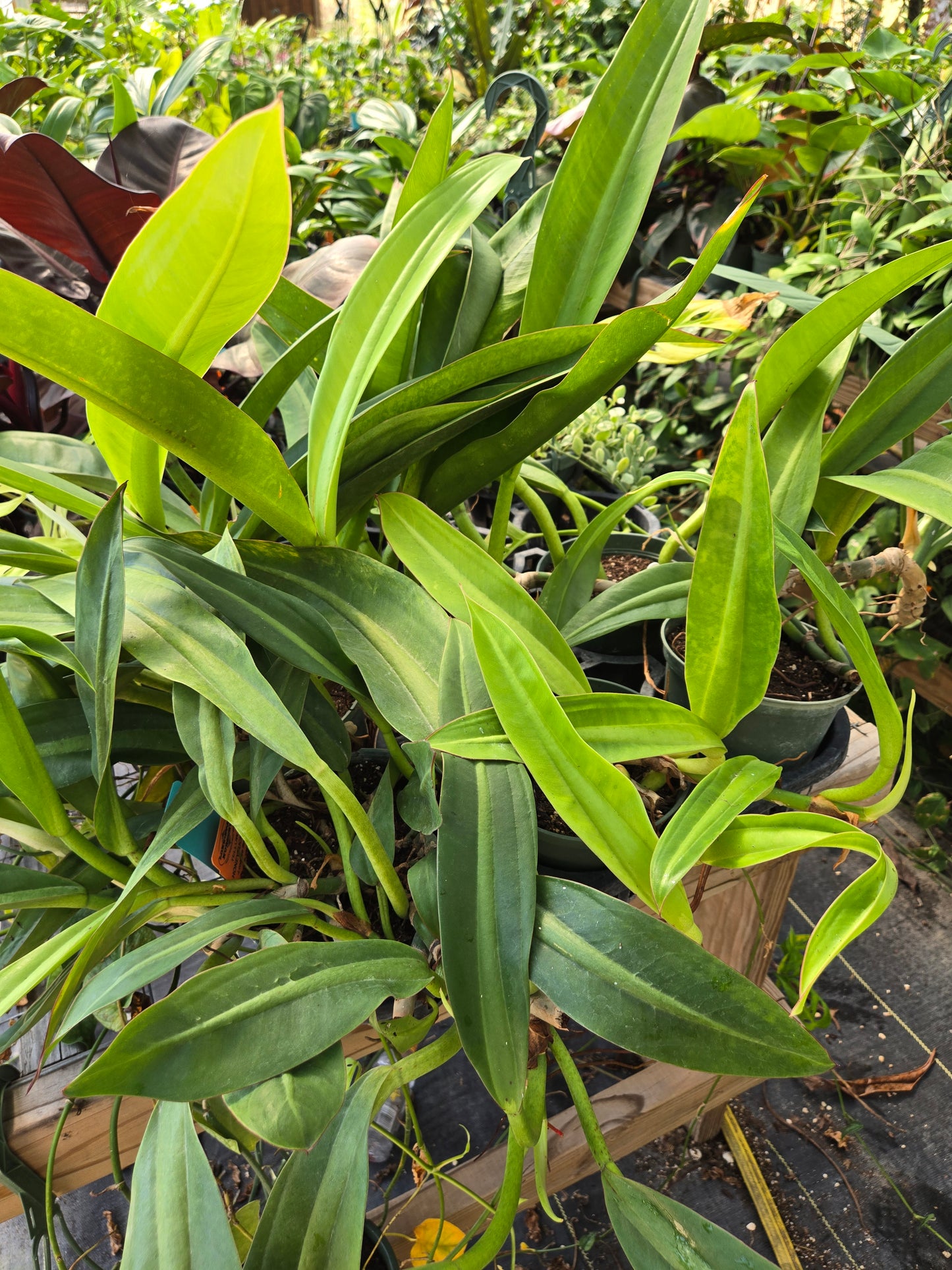 Philodendron crassinervium