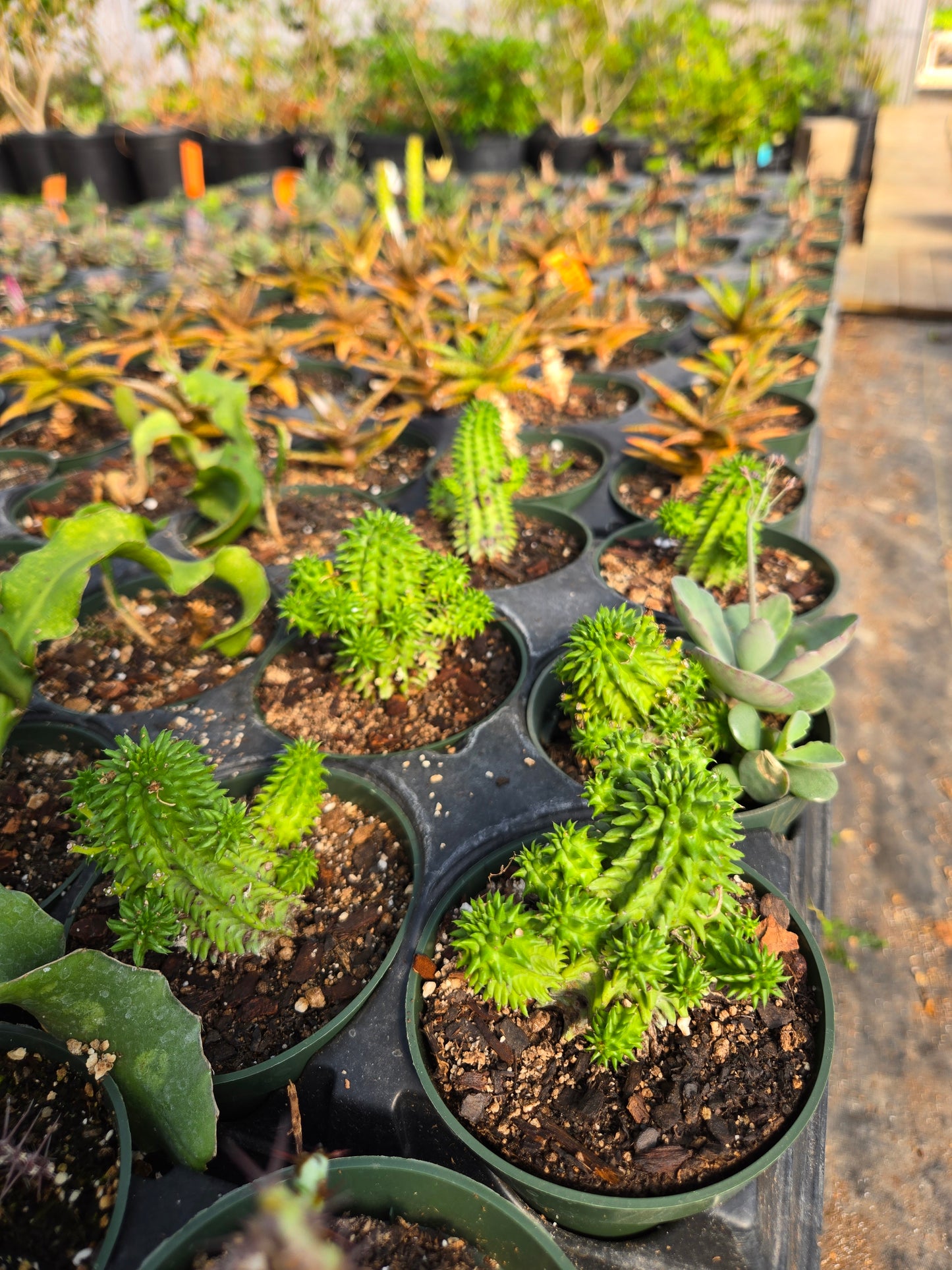 Euphorbia susannae --Suzanne's Spurge--