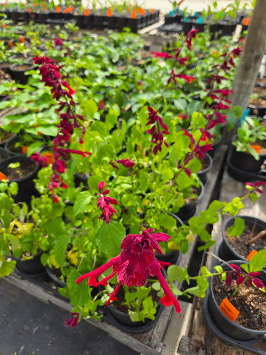 Salvia holwayi --Holway's Sage--