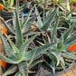 Aloe 'Jim's Hybrid'