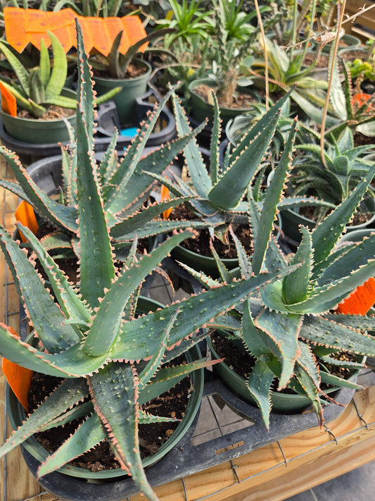 Aloe 'Jim's Hybrid'