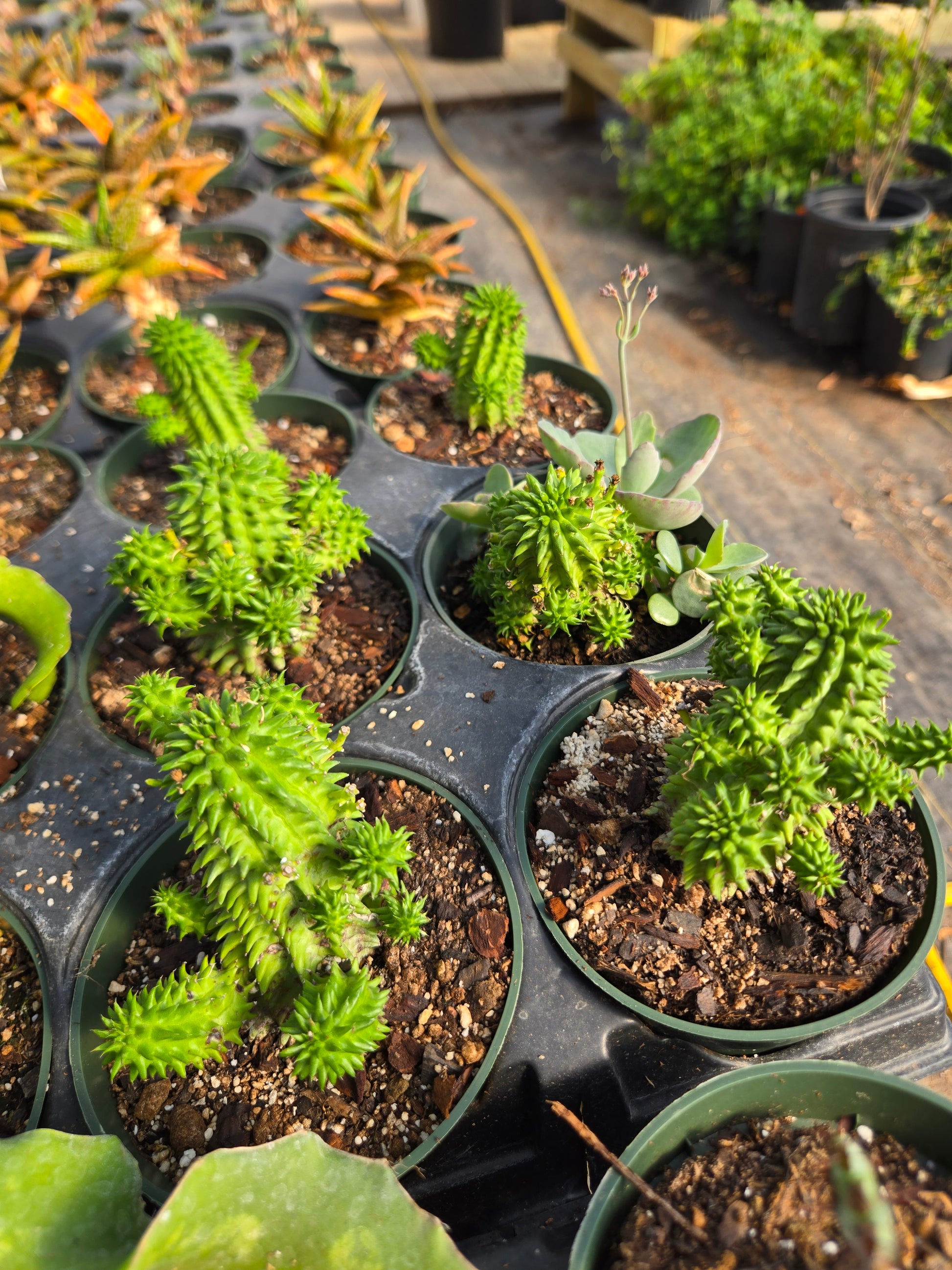 succulent with soft spikes Euphorbia susannae --Suzanne's Spurge--