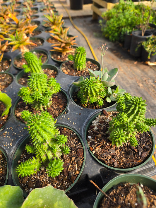 Euphorbia susannae --Suzanne's Spurge--