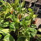 Philodendron hederaceum --Cream Splash Philodendron--