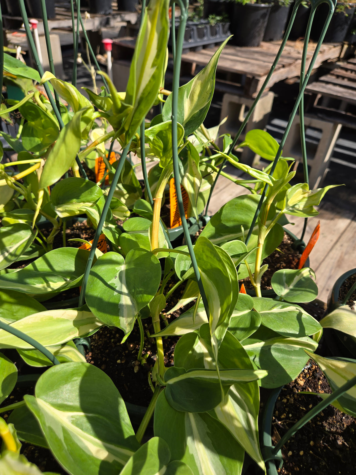 Philodendron hederaceum --Cream Splash Philodendron--