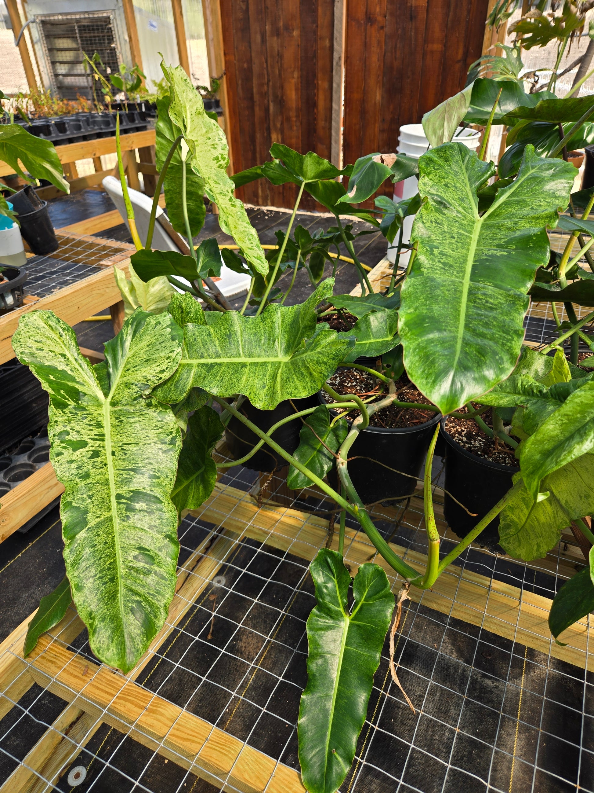 philodendron paraiso verde Philodendron 'Paraiso Verde'