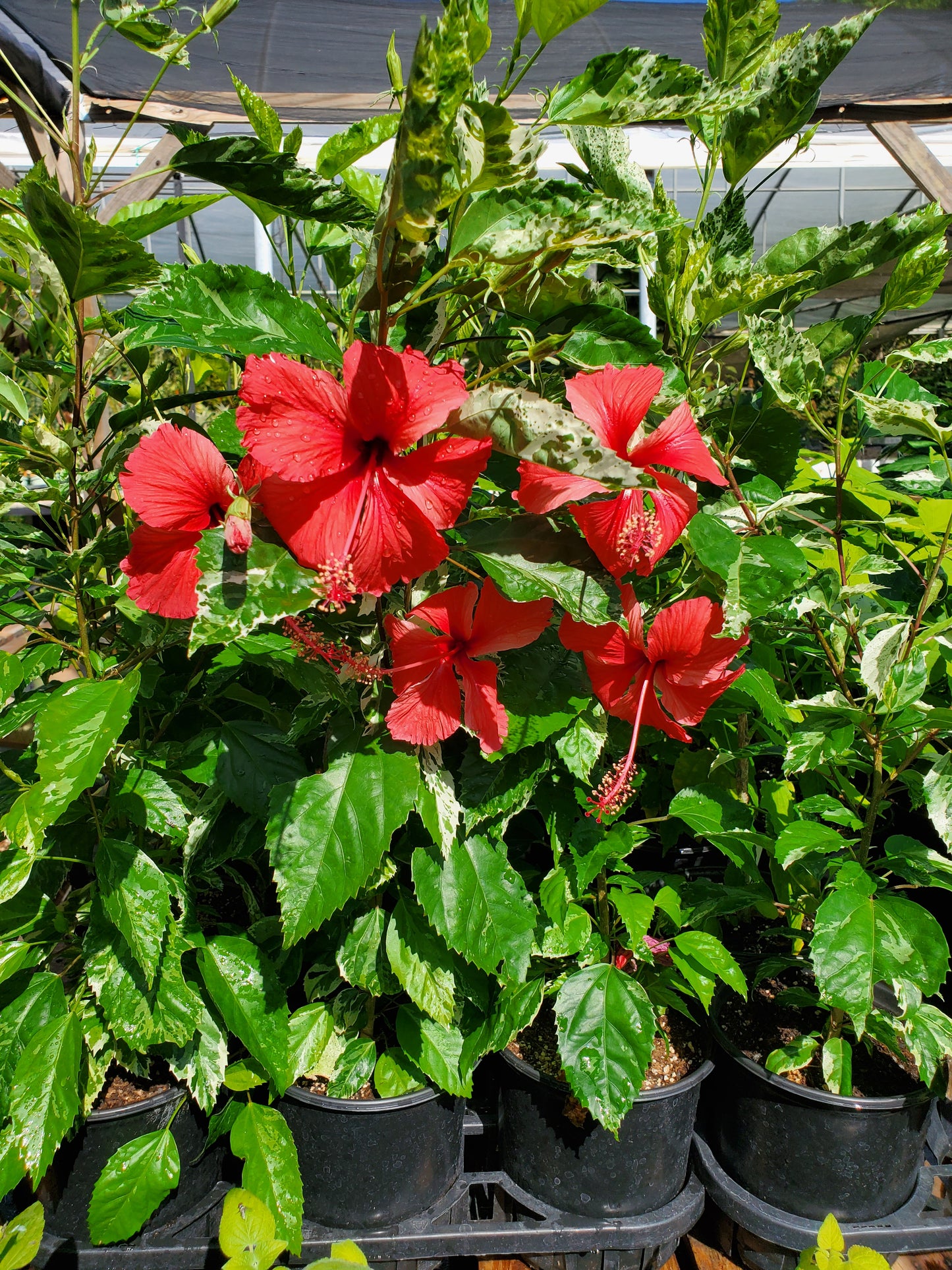 Hibiscus rosa-sinensis 'Snow Queen'