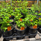 Tamaulipa azurea --Tamaulipan Blue Mistflower--