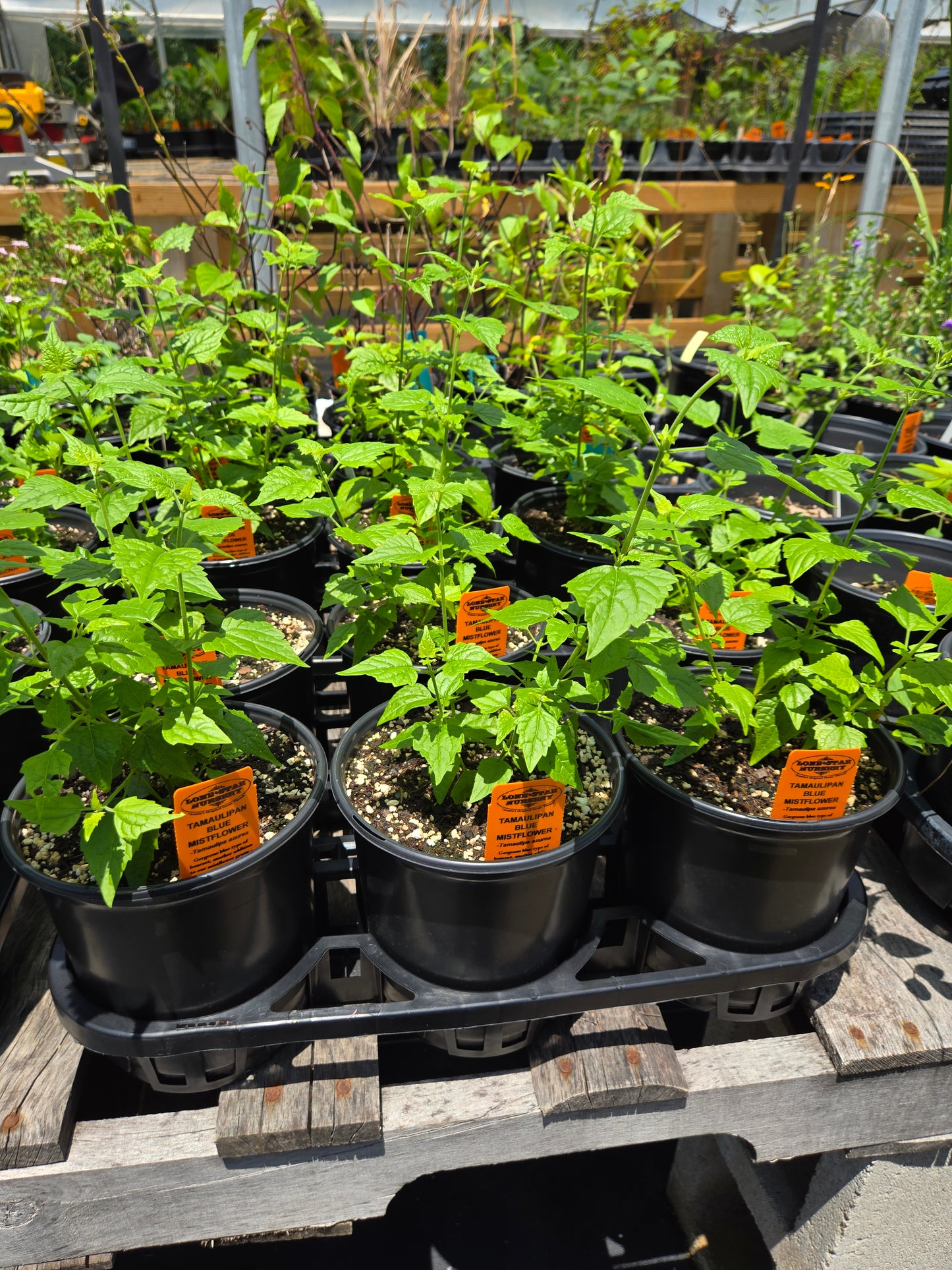 Tamaulipa azurea --Tamaulipan Blue Mistflower--
