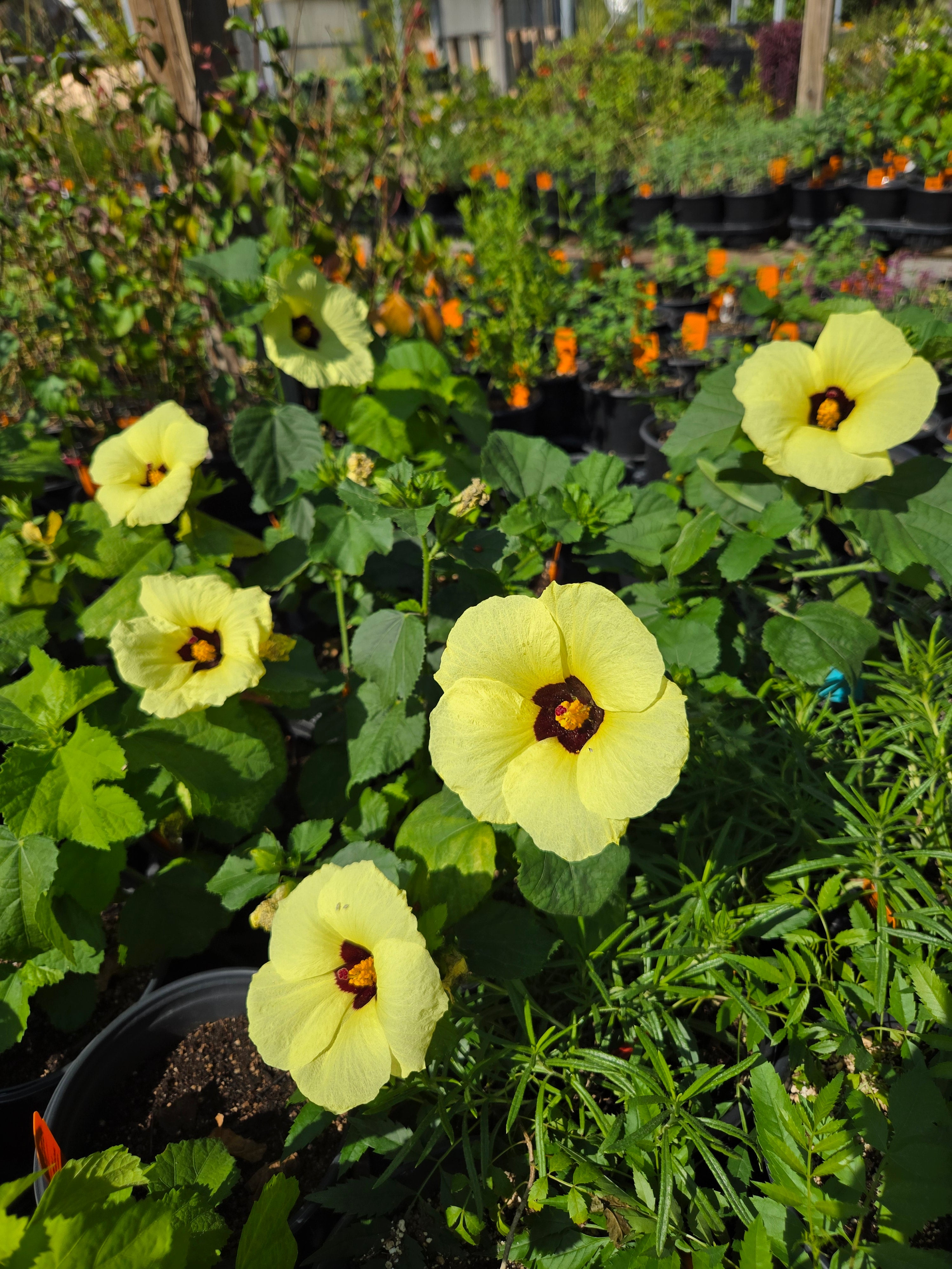 Hibiscus calyphyllus --Lemonyellow Rosemall - Nursery Dripping