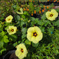 Hibiscus calyphyllus --Lemonyellow Rosemallow--
