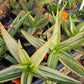 Aloe perfoliata 'Variegata' --Variegated Mitre Aloe--