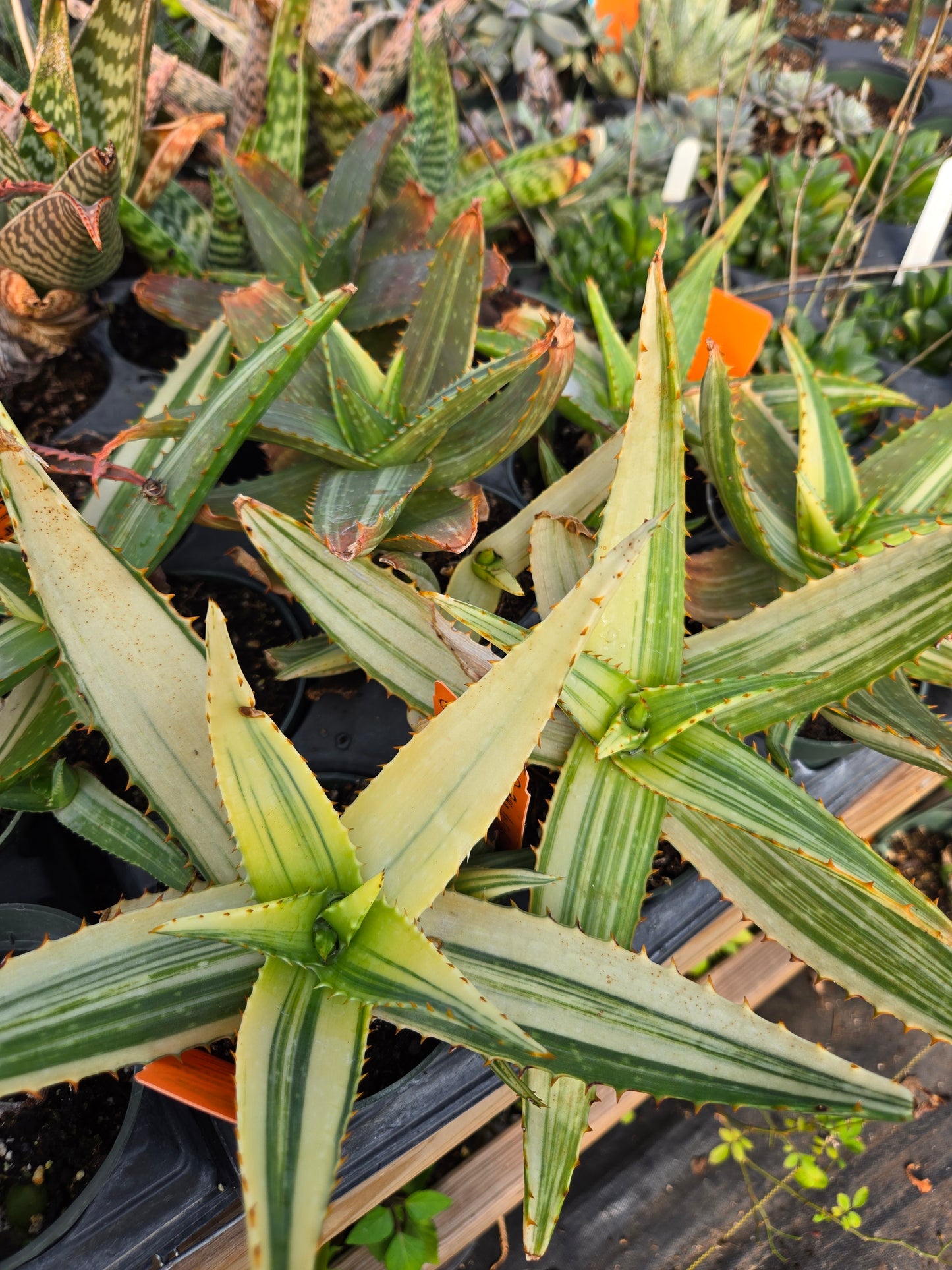aloe vera plant with stripes Aloe perfoliata 'Variegata' --Variegated Mitre Aloe--