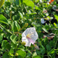 Acleisanthes obtusa 'Berlandieri' --Berlandier's Trumpets--