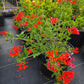 Bouvardia ternifolia --Firecracker Bush--