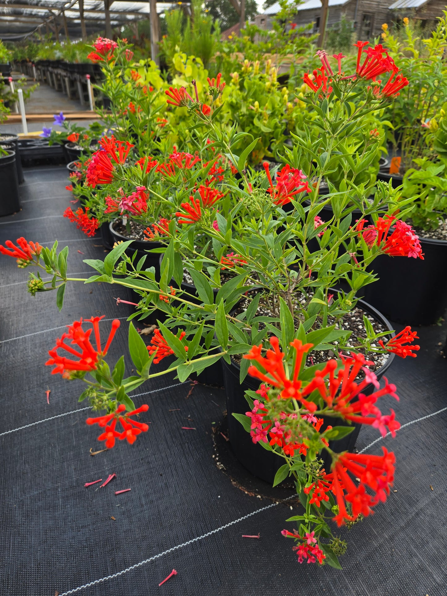 Bouvardia ternifolia --Firecracker Bush--