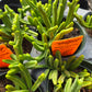 Crassula muscosa 'Worms' --Watch Chain Plant--
