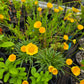 Hymenoxys scaposa 'Travis' --Narrow-Leaf Four-Nerve Daisy--