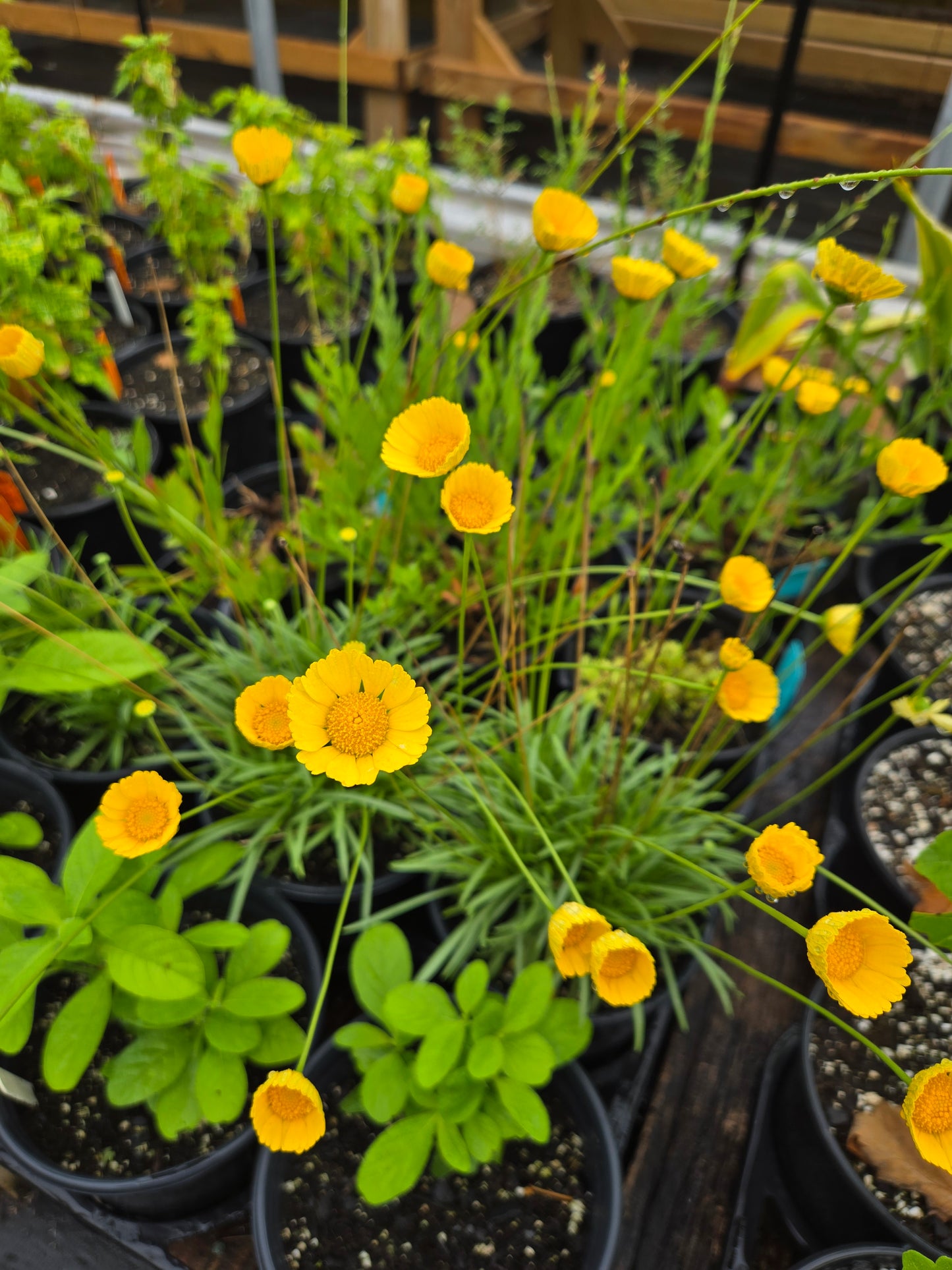 Hymenoxys scaposa 'Travis' --Narrow-Leaf Four-Nerve Daisy--