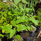 Hibiscus striatus 'Lambertianus' --Texas Striped Hibiscus--