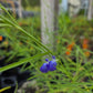 Salvia reptans --Slenderleaf Sage--