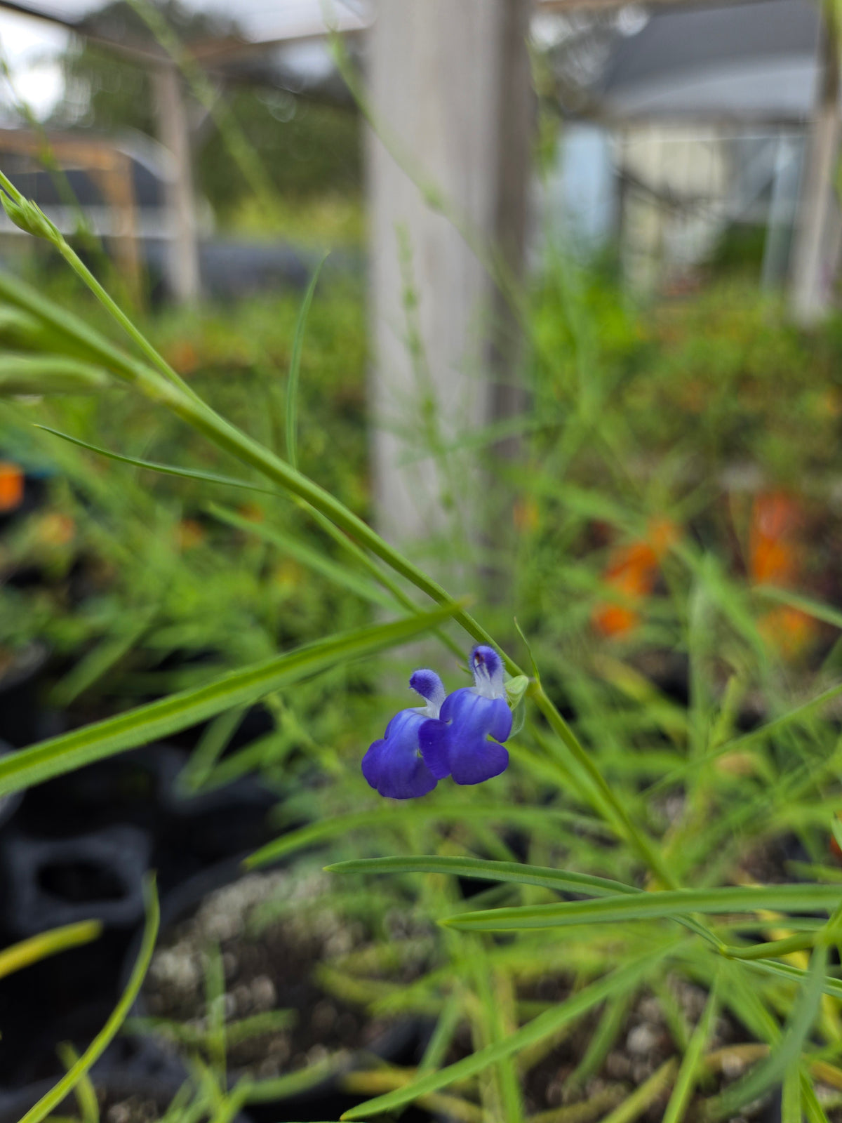Salvia reptans --Slenderleaf Sage--