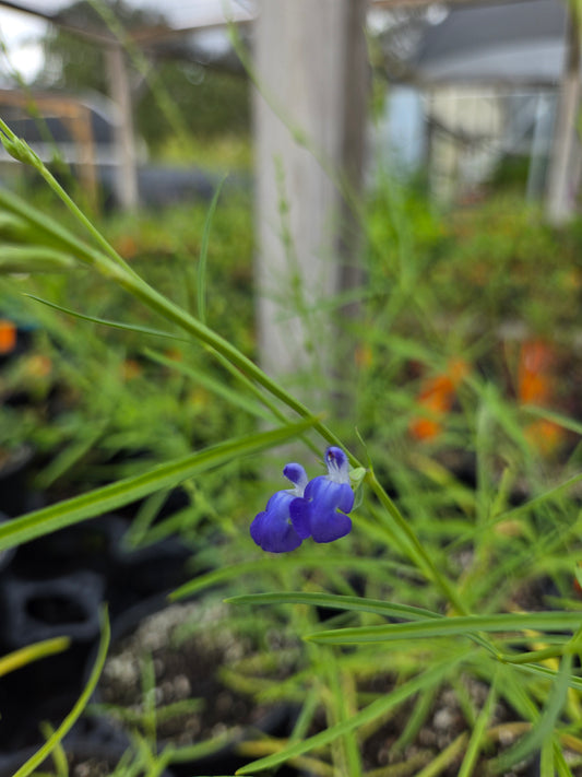 Salvia reptans --Slenderleaf Sage--