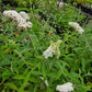 Buddleja davidii --White Butterfly Bush--