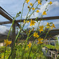 Echeandia texensis --Texas Shooting Star Lily--