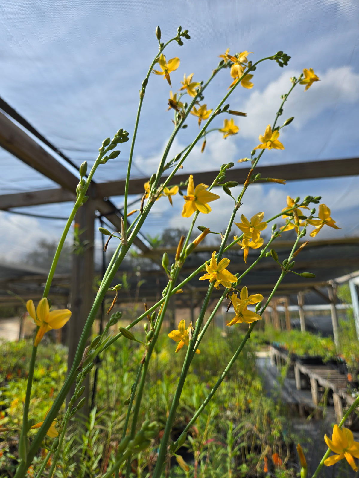 Echeandia texensis --Texas Shooting Star Lily--