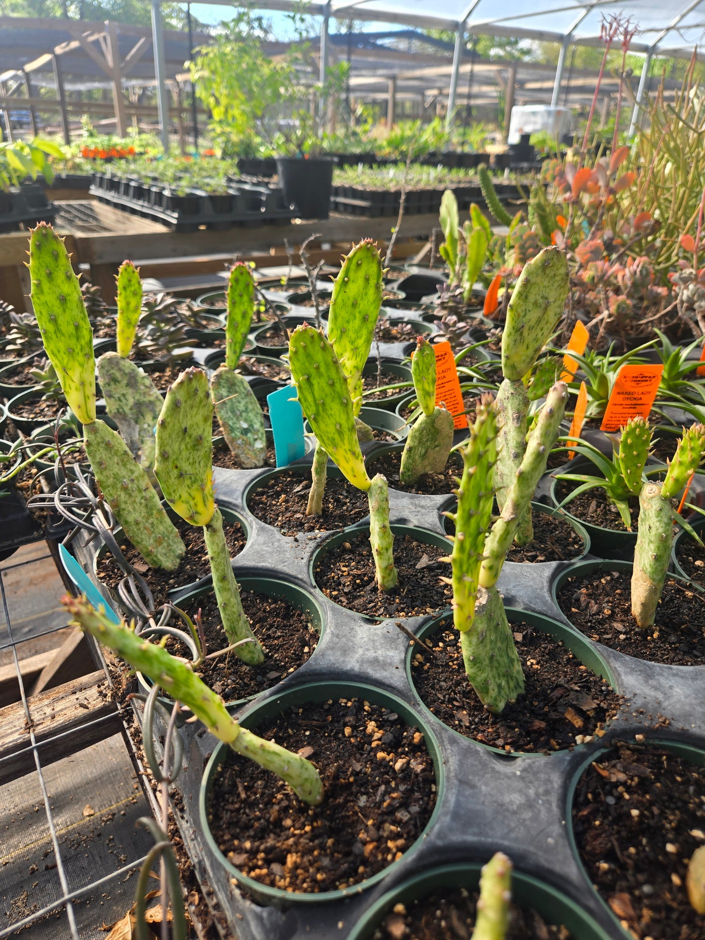Opuntia cochenillifera 'Variegata' --Sunburst Cactus--
