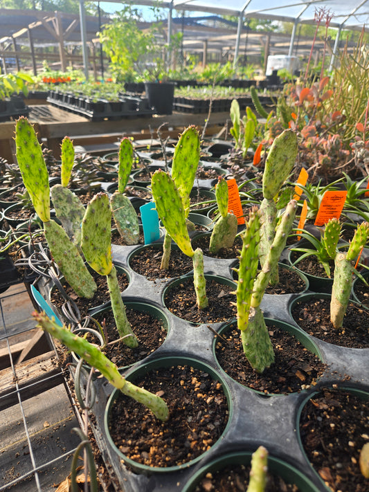 Opuntia cochenillifera 'Variegata' --Sunburst Cactus--
