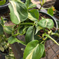 Philodendron hederaceum --Cream Splash Philodendron--