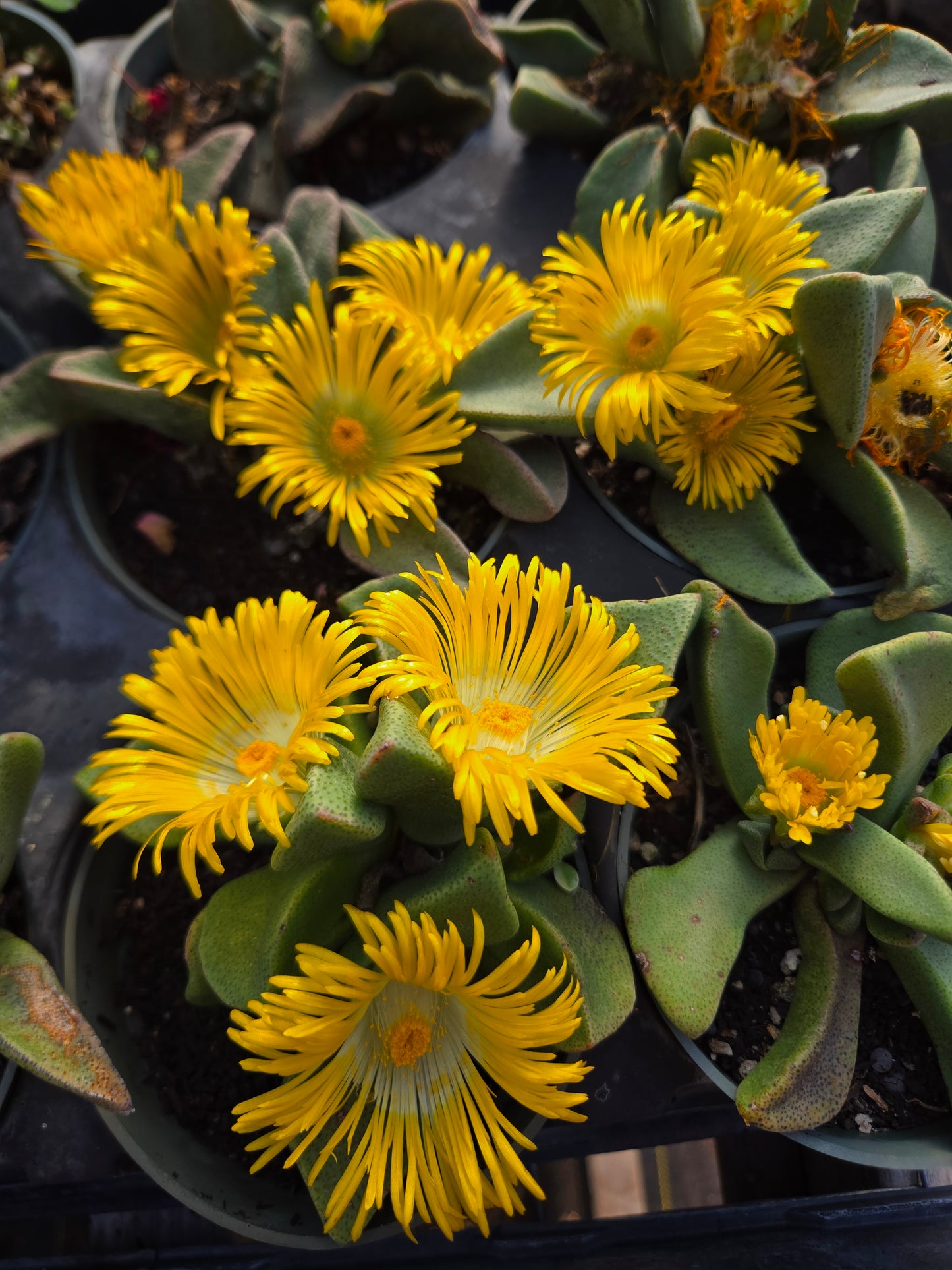 succulent mimicry plant Pleiospilos compactus --Split Rock Mimicry Plant--