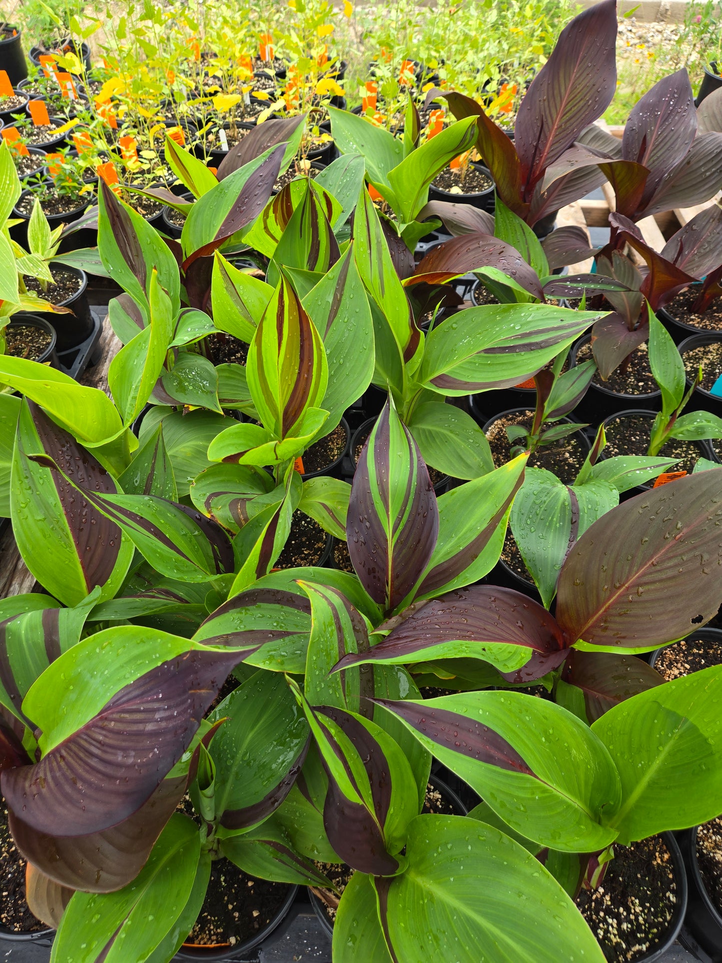 Canna x generalis 'Cleopatra'