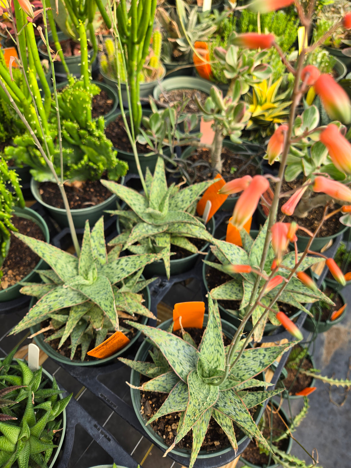 Aloe 'Pink Blush'