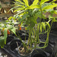 Monstera subpinnata