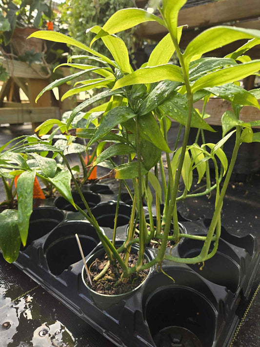 Monstera subpinnata