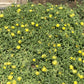 Malephora lutea --Rocky Point Ice Plant--