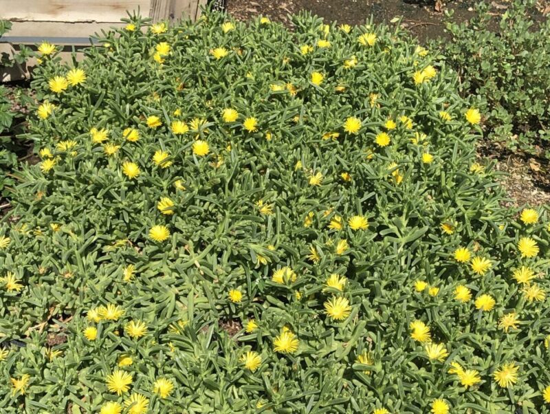 Malephora lutea --Rocky Point Ice Plant--