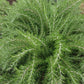 ROSEMARY 'Foxtail' --Rosmarinus officinalis--