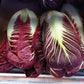 RADICCHIO 'Treviso'