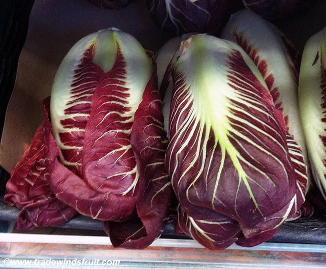 RADICCHIO 'Treviso'