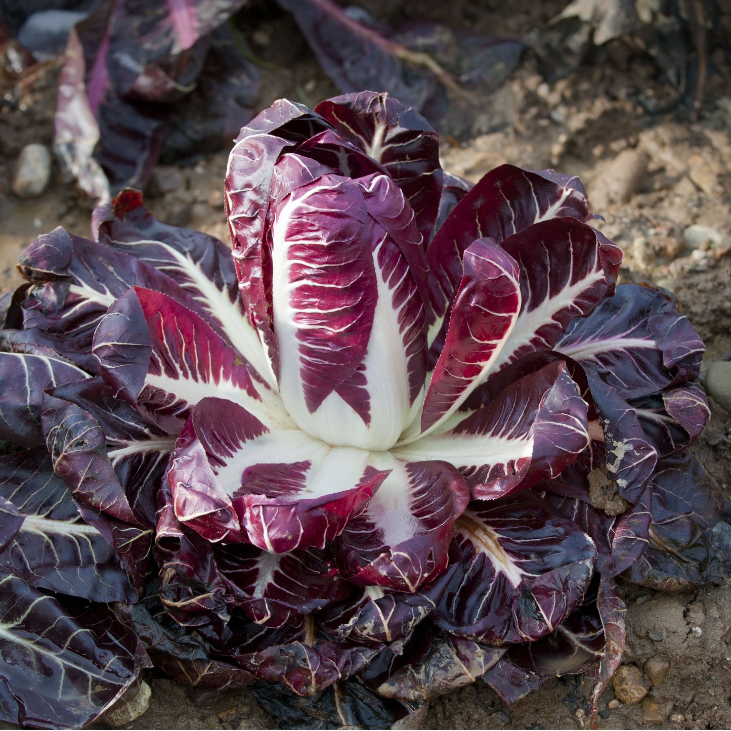 RADICCHIO 'Treviso Red'