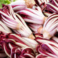 RADICCHIO 'Treviso Red'
