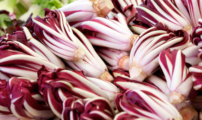 RADICCHIO 'Treviso Red'