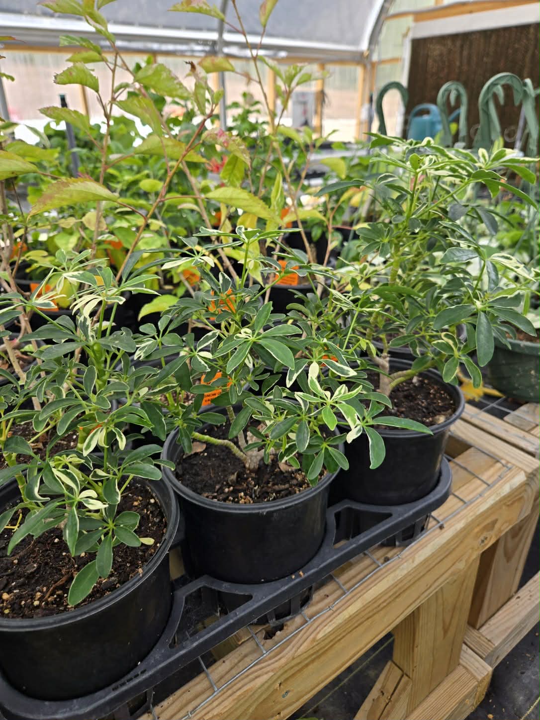 schefflera arboricola moondrop Schefflera arboricola 'Moondrop' --Dwarf Moondrop Umbrella Plant--