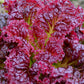 LETTUCE 'Ruby Red'